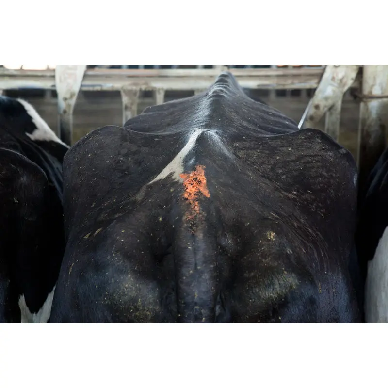 Paintstik Livestock Marker — Hayvan Markalama Kalemi