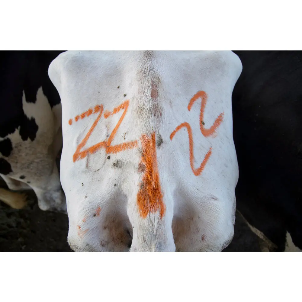 Paintstik Livestock Marker — Hayvan Markalama Kalemi