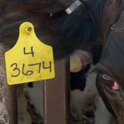 Plastic Ear Tag Marker